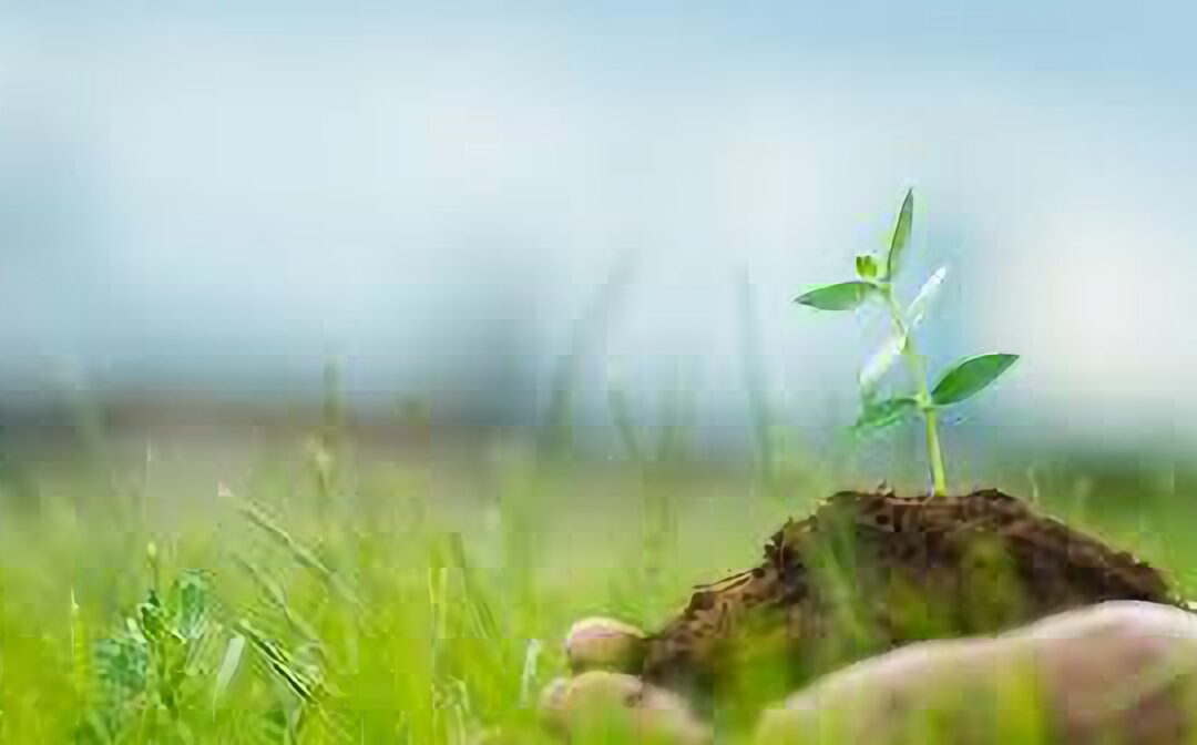 Bioeconomía y vida cotidiana