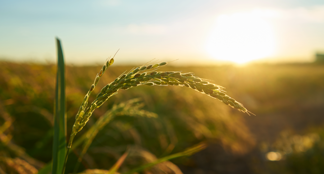 La ley de semillas y Juan Pueblo